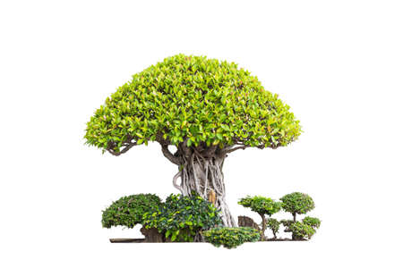 Bonsai trees isolated on whiteの写真素材