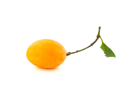 The scientific name Bouea macrophylla Griffith.Common name Marian Plum , Plum Mangoの写真素材