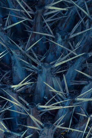 Bark of an old palm tree close upの写真素材