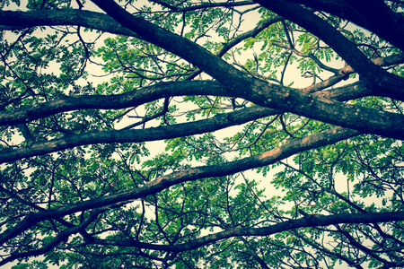 Tree branches and green leaf , Safe the earth
