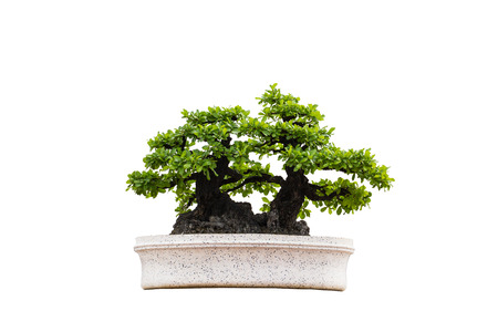 Bonsai trees isolated on whiteの写真素材