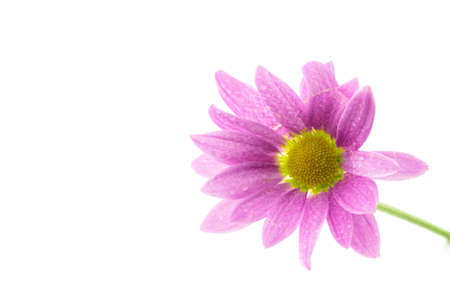 A purple chrysanthemum blooming in autumn seasonの写真素材