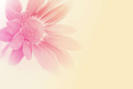 Chrysanthemums,pink floral backgroundの写真素材