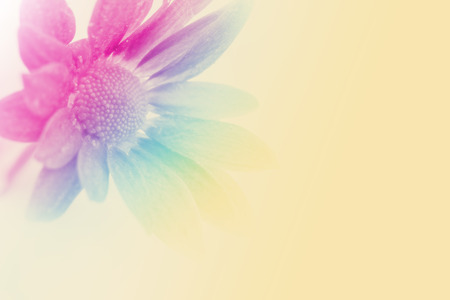 Chrysanthemums,pink floral backgroundの写真素材