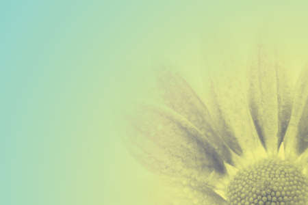 Retro chrysanthemum, backgroundの写真素材