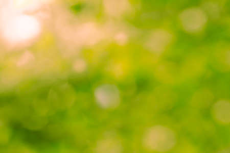 Natural green bright blur background of sunny summer forestの写真素材