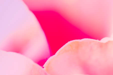 Sweet color rose, soft backgroundの写真素材