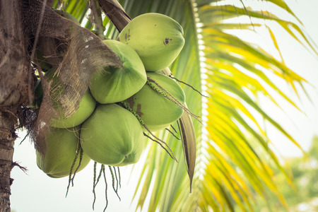 green coconut at treeの写真素材