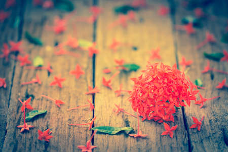 Red Ixora flower on wood tableの写真素材