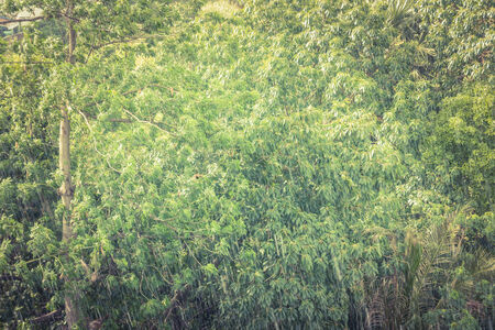 Rain in tropical forest,  ecosystem, nature.の写真素材