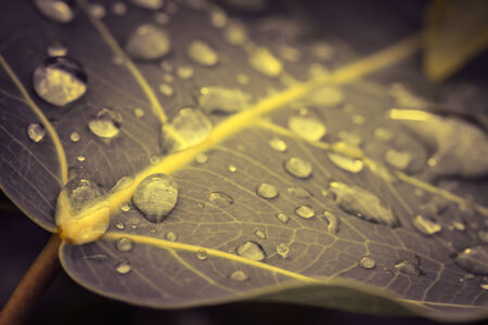 Leaf macro with water dropsの写真素材