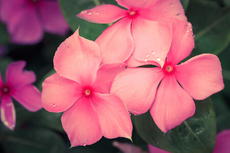 Beautiful pink flower's petal with water drop on itの写真素材