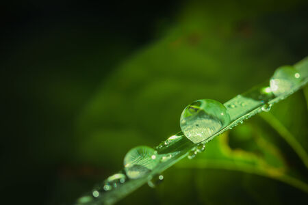 Green leaf macro with water dropsの写真素材