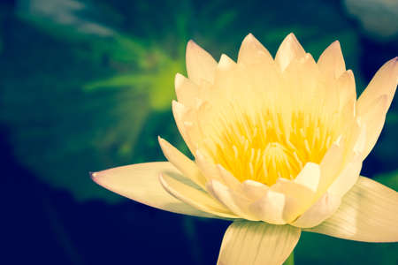 Beautiful lotus petal of naturの写真素材
