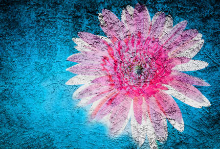 Pink of flower daisy on grunge cement wall,vintage backgroundの写真素材