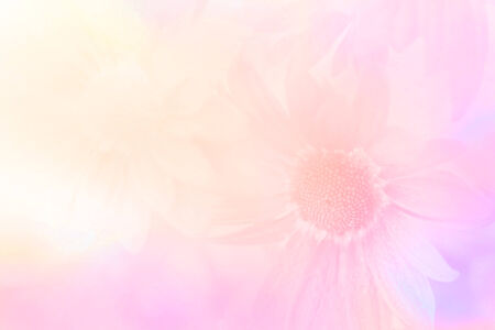 Chrysanthemums,light pink flower in soft color and blur style for backgroundの写真素材