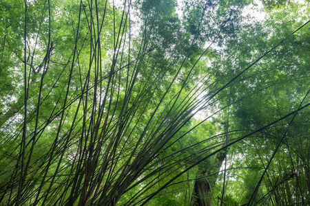 Bamboo Forestの写真素材