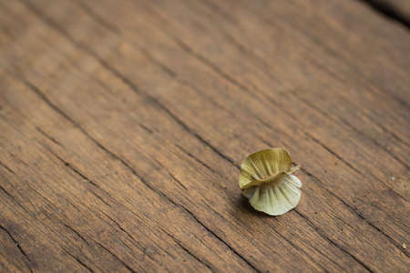 single dried flower on wooden surfaceの写真素材
