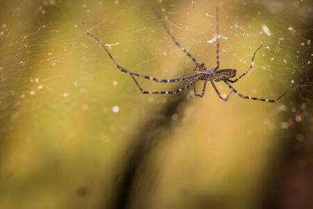 Spider on the web.の写真素材