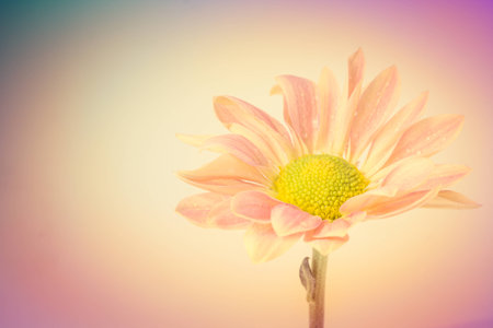 Yellow gerbera flower on yellow gradient backgroundの写真素材