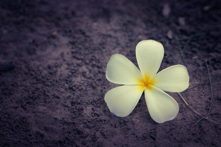 Tropical flowers frangipani (plumeria)の写真素材