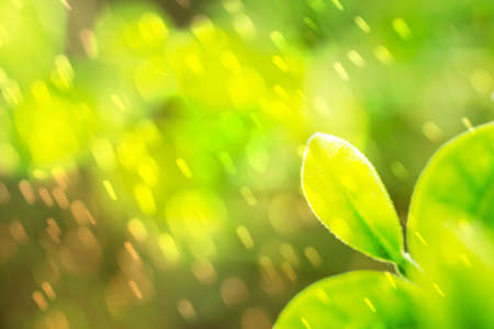 Abstract Blur in Manual Mode with Bokehの写真素材