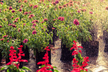 Watering flower on gadenの写真素材
