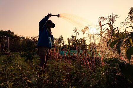 Silhouette Asia agriculture with corn treeの写真素材