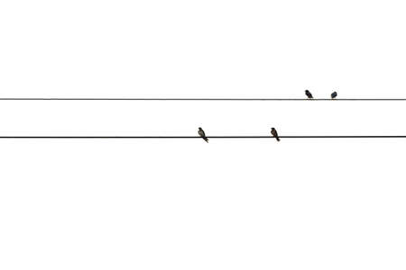 Bird minimal isolated on whiteの写真素材