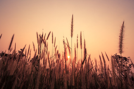The flower of the grassの写真素材