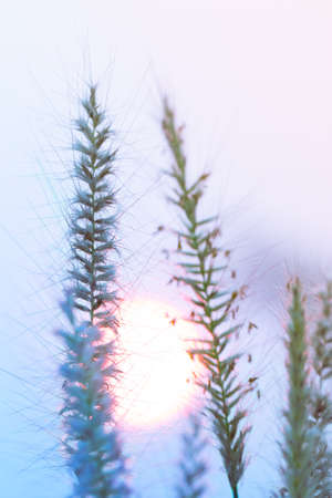 The flower of the grass with sunの写真素材