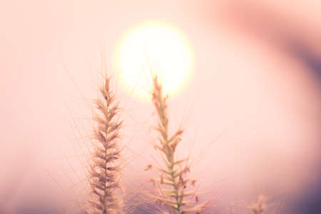 The flower of the grass with sunの写真素材