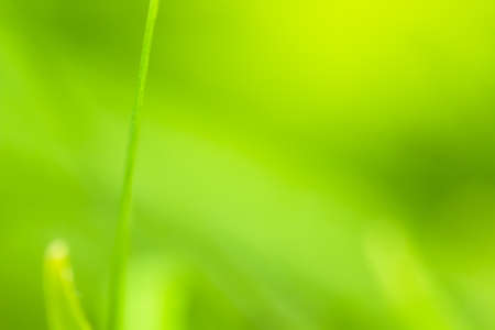 Green grass  blur backgroundの写真素材