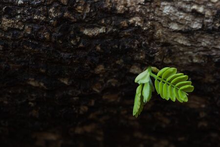 plant growing out of a tree stumpの写真素材