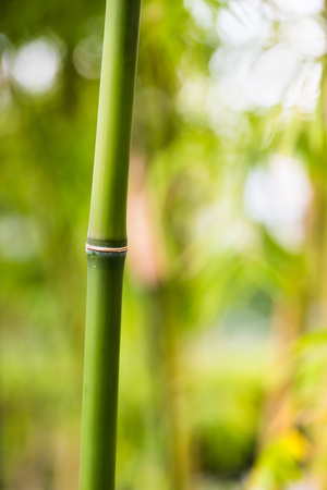 Bamboo sprouts forestの写真素材