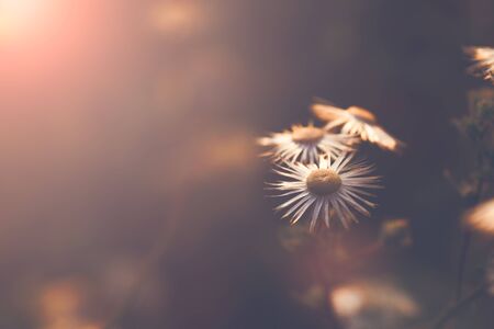 vintage spring meadow flowers backgroundの写真素材