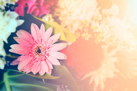 Soft blurred of gerbera flowers with soft bokeh in pastel tone for background.の写真素材