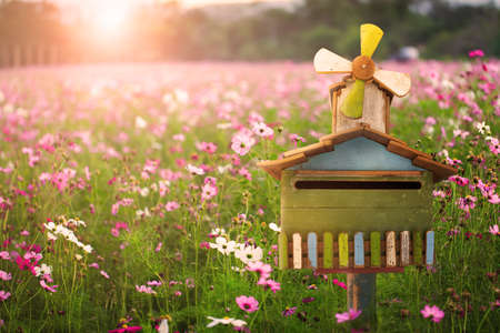 Wooden mailbox with cosmos flower in fieldの写真素材