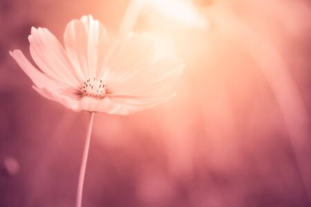 Cosmos flowers in the garden with copy-space background ,Art of vintage style soft focus.の写真素材