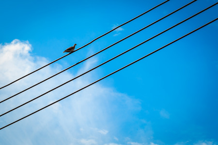 Silhouette pigeon on electric wire alone and lonely in colorful summer blue skyの写真素材