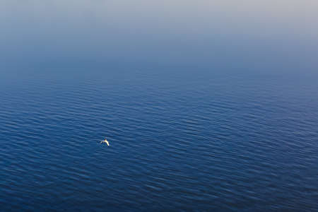 minimal bird ,blue infinityの写真素材