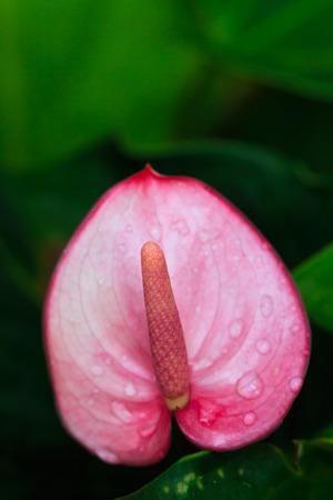Flamingo flower with drop waterの写真素材