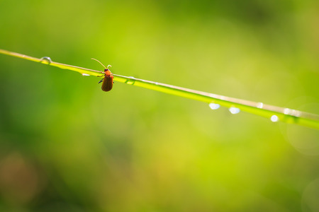 Insect with dew on green blade of grass on a green backgroundの写真素材