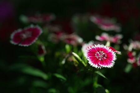 Pink Dianthus flower (Dianthus chinensis) in garden.の写真素材