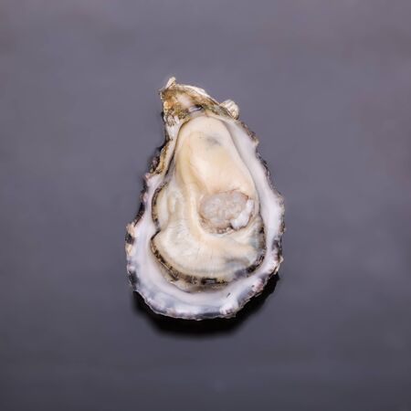 Fresh oysters seafoodの写真素材