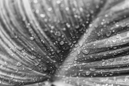 leave and water drops detail,black and whiteの写真素材