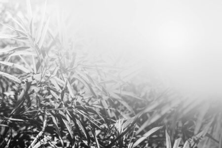 bamboo leaves backgroundの写真素材