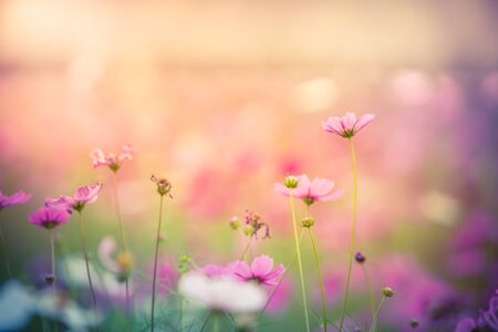 Cosmos flower (Cosmos Bipinnatus) with blurred backgroundの写真素材