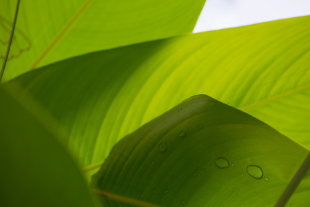 Green leaf layer nature abstract background