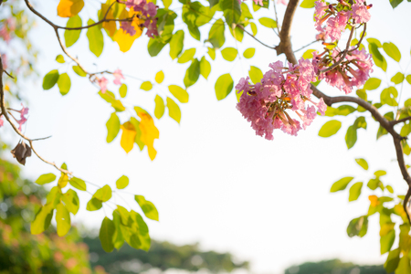 Pink Trumpet tree on skyの写真素材